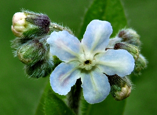 {Cynoglossum virginianum}